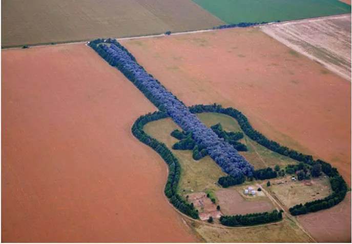 Лес в форме гитары в Аргентине